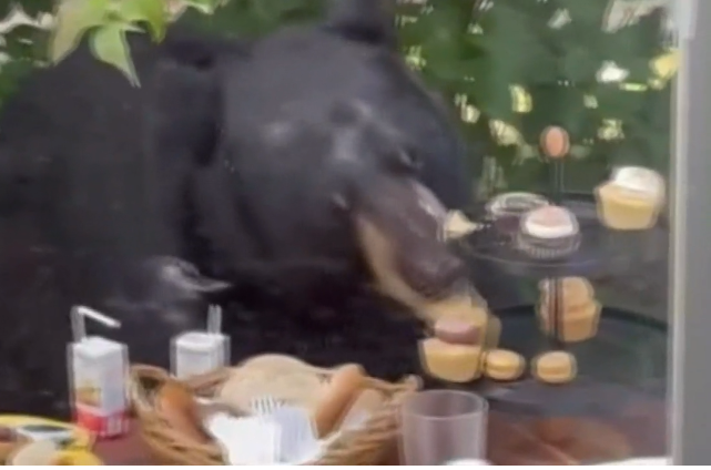 الدب ياكل الطعام