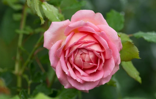 روزا