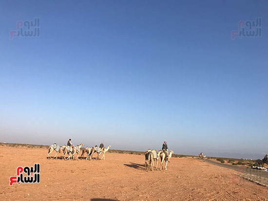 جانب-من-الهجن-المشارك-فى-المسابقة جانب-من-الهجن-المشارك-فى-المسابقة