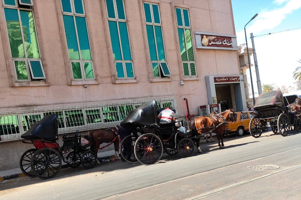 عربات الحنطور في انتظار السائحين2 عربات الحنطور في انتظار السائحين2