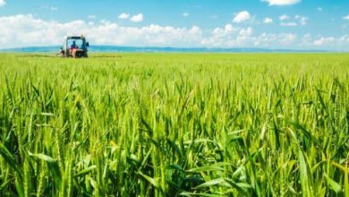 زراعات القمح